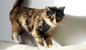 玳瑁猫一名称是由"玳瑁色猫"简化而来的,因此玳瑁猫并不是猫的一个