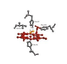 血红素,是(血红蛋白) 分子上的主要稳定结构,为血红蛋白,肌红蛋白等的