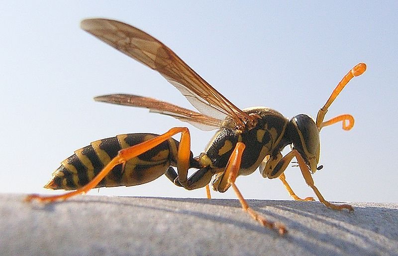 马蜂,"胡蜂",又称为"蚂蜂"或"黄蜂".