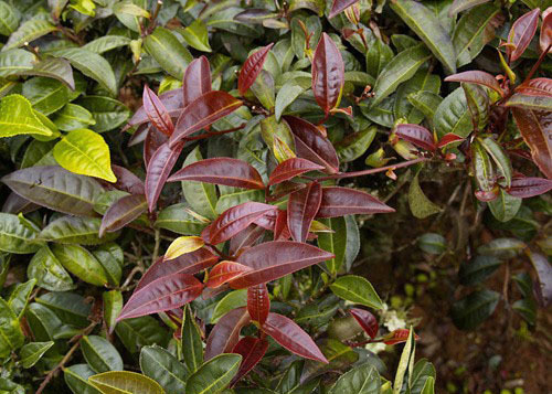 紫茶经检测,因普洱紫茶富含多种有益化学元素,特别