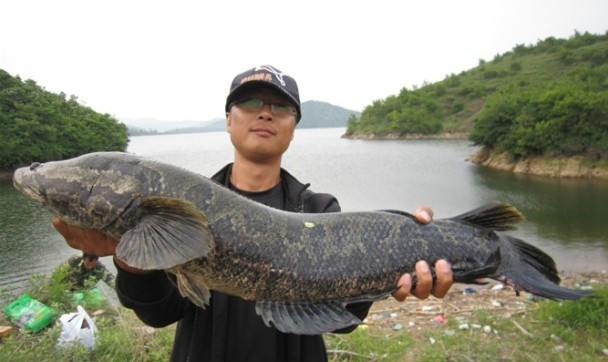 二十斤大黑鱼图片